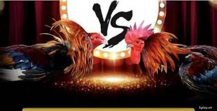 Đá Gà Xin88 Đấu Trường Kinh Điển Bùng Nổ Cảm Xúc