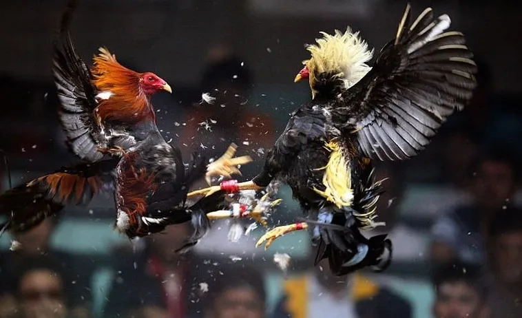 Bậc Thầy Đá Gà Sabong Xin88 Đọc Vị Kèo Thơm Thắng Lớn 1 Bậc Thầy Đá Gà Sabong Xin88 Đọc Vị Kèo Thơm Thắng Lớn